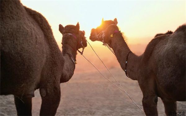 骆驼养殖前胃臌气的防治方法