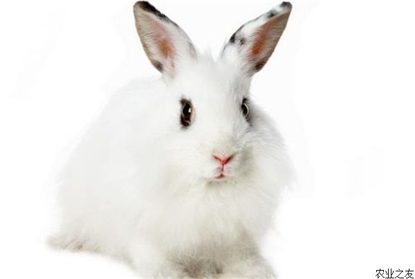 兔球虫病如何防治？