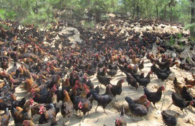 养鸡场安全生产管理制度