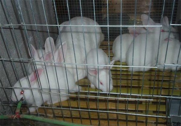 獭兔养殖技术之高效饲料的配方