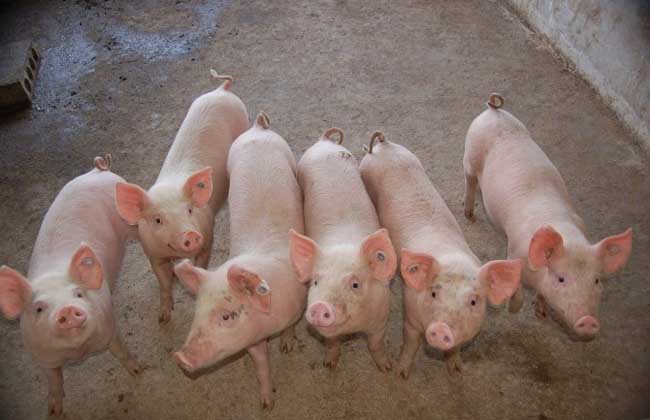 猪大肠杆菌病防治方法