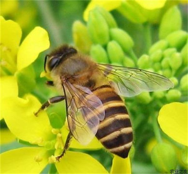 警惕蜜蜂的冬痢