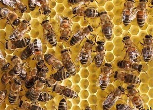 蜜蜂养殖的春繁新方法