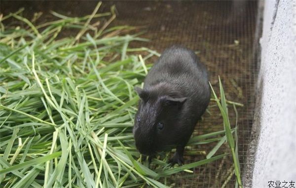 黑豚鼠养殖场常用消毒方法