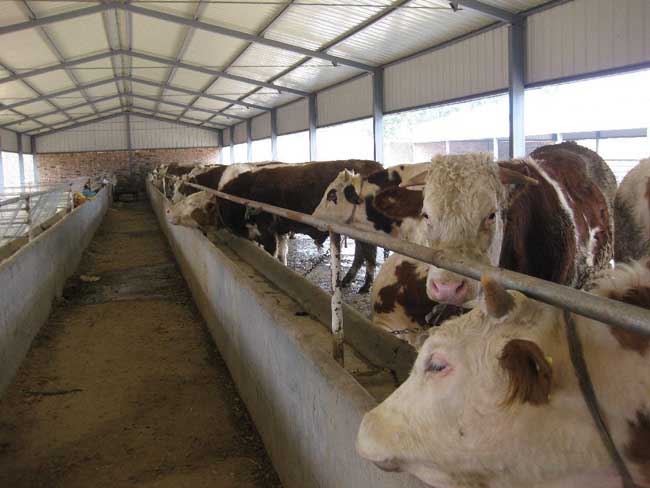 架子牛养殖场的建设方案