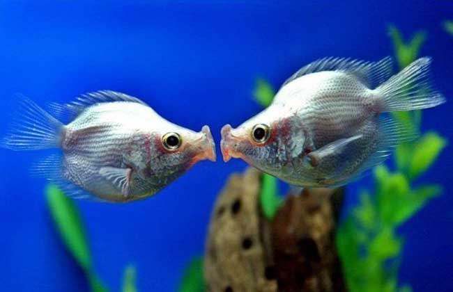 接吻鱼能长多大？