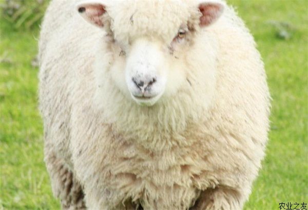 绵羊常用蛋白质饲料——饼粕类