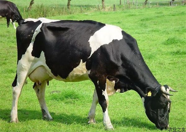 奶牛喂多汁饲料可提高产奶量
