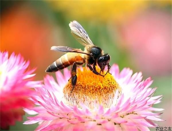 蜜蜂养殖之养好蜜蜂