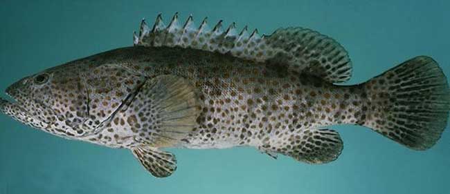 石斑鱼的种类有哪些？