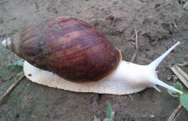 白玉蜗牛常见疾病防治技术