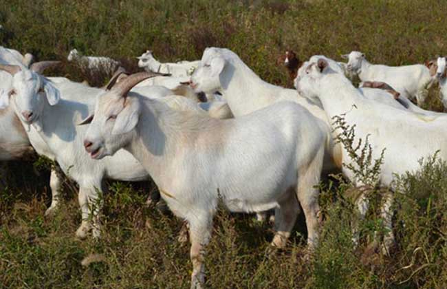 白山羊的养殖技术