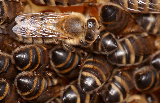 蜜蜂人工分蜂技术
