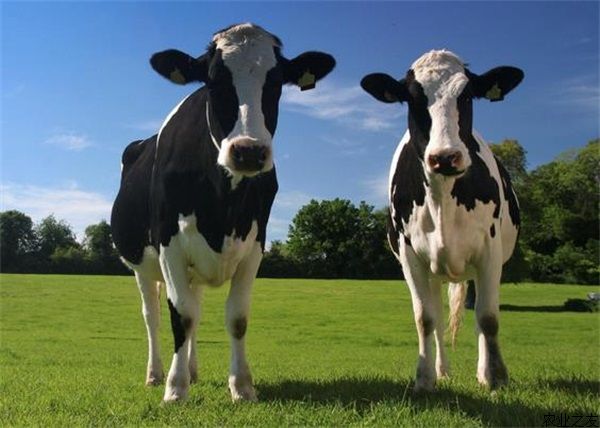 奶牛寄生虫病的防治