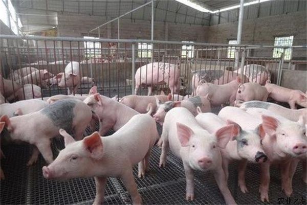 霉菌对生猪养殖的危害