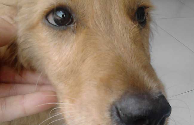 犬瘟热抽搐怎么治疗？