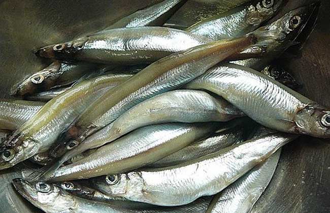 沙丁鱼能人工养殖吗？