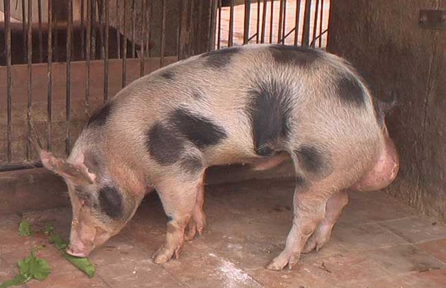皮特兰猪养殖技术