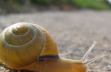 常见蜗牛种类大全 蜗牛的种类大概有多少