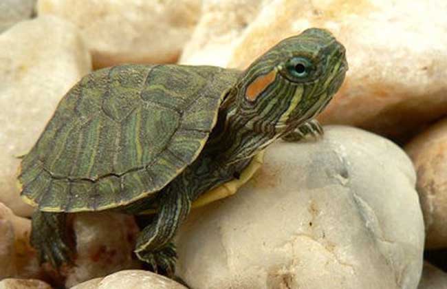 巴西龟怎么分公母？