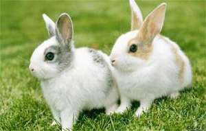 兔子常见疾病的判断