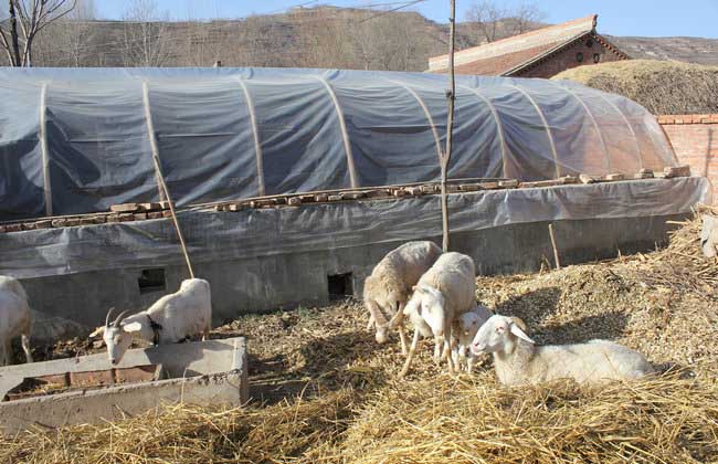 农村羊养殖的常见问题