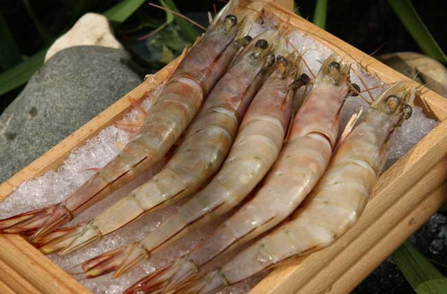 海虾与河虾的区别