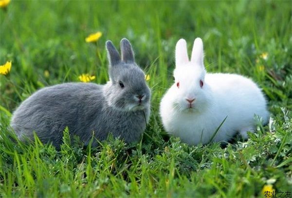 如何减少兔饲料浪费