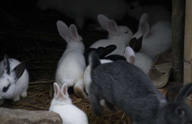 兔子怎么分公母？