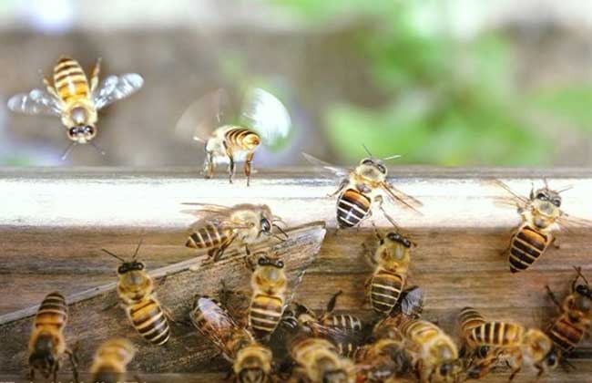 中蜂和意蜂的区别