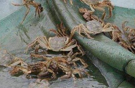 夏天养河蟹注意事项与养殖环境