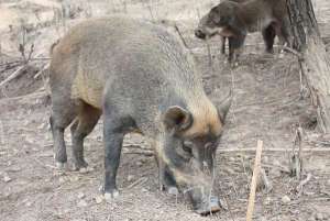 贵州野猪养殖场有哪