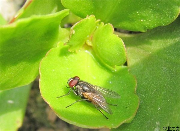 苍蝇养殖之苍蝇的生态习性