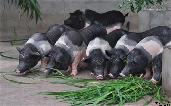 小香猪养殖的管理及饲养