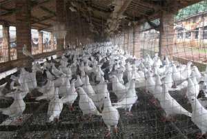 无公害肉鸽养殖日常