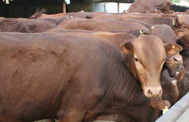 鲁西黄牛的生长周期是多长？