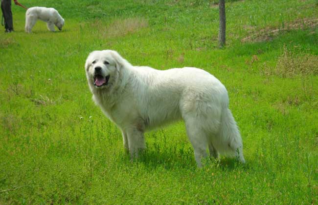 大白熊犬怎么养好？