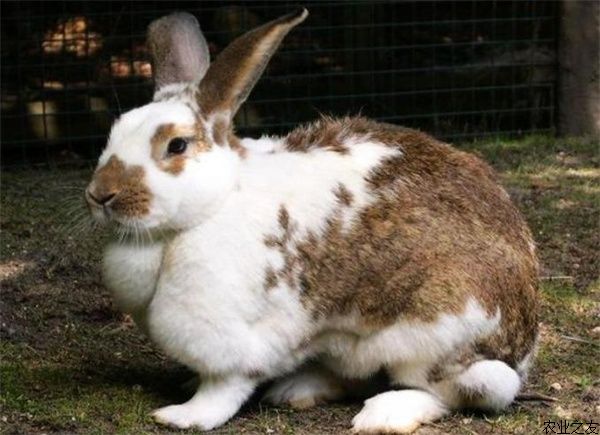 兔子养殖之夏季家兔养殖的护理方法
