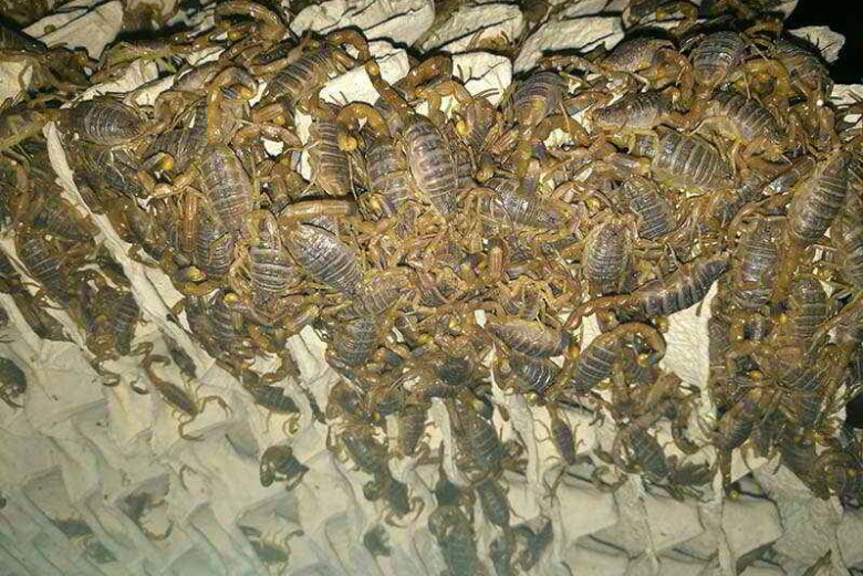 新手养殖蝎子蝎子容易死亡的原因