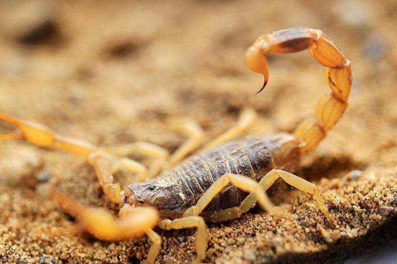蝎子种类、生活习性与生物学特性介绍