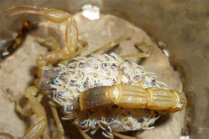 蝎子养殖人工养蝎子如何提高幼蝎成活率呢？