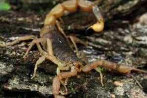 蝎子养殖之野生蝎子可以人工养殖吗？
