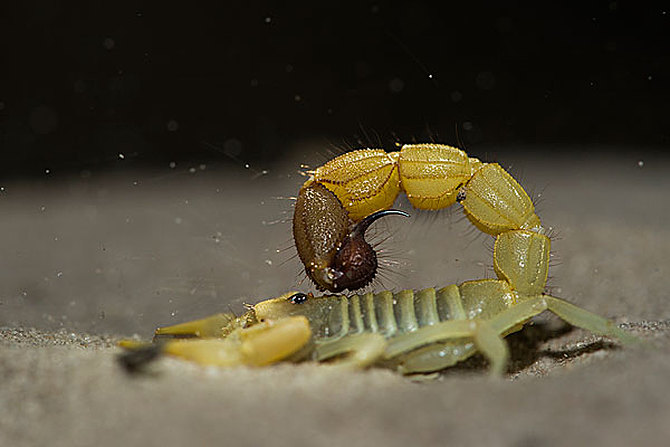 蝎子养殖之孕蝎单独产仔和集体产仔