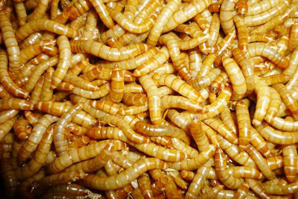 蝎子养殖食物黄粉虫冬季运输方法