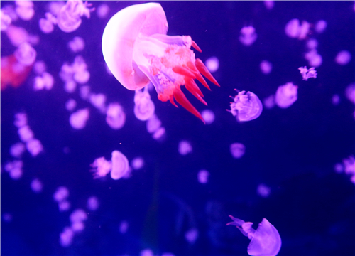 水母能吃吗怎么吃法 海蜇和水母的区别