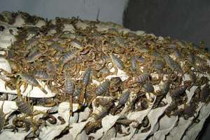 蝎子死胎的病因、症状和防治方法