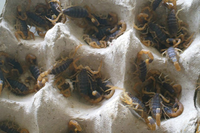 蝎子养殖春季管理方法和要点