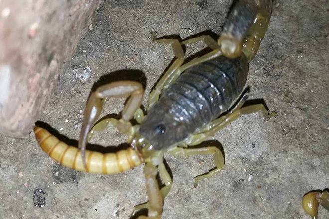 野生蝎子可以做种蝎吗