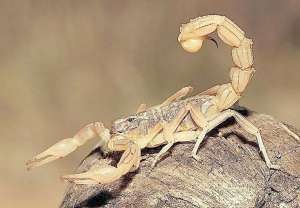 蝎子养殖时常保持蝎子安静隐蔽的养殖环境？