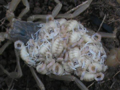 蝎子养殖人工养蝎子如何提高幼蝎成活率呢？